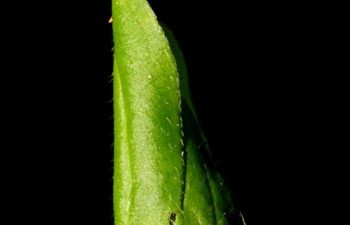 <i>Clematis haenkeana</i></i> (Ranunculaceae) planta hospedera de <i>Emesis ocypore</i></i> (Riodinidae). Voucher: 09-SRNP-32779-DHJ464457.jpg.
