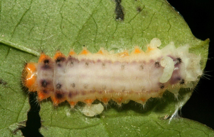 Larva parasitada, parte dorsal de <i>Emesis ocypore</i></i> (Riodinidae). Último estadio. Voucher: 10-SRNP-4995-DHJ475657.jpg.