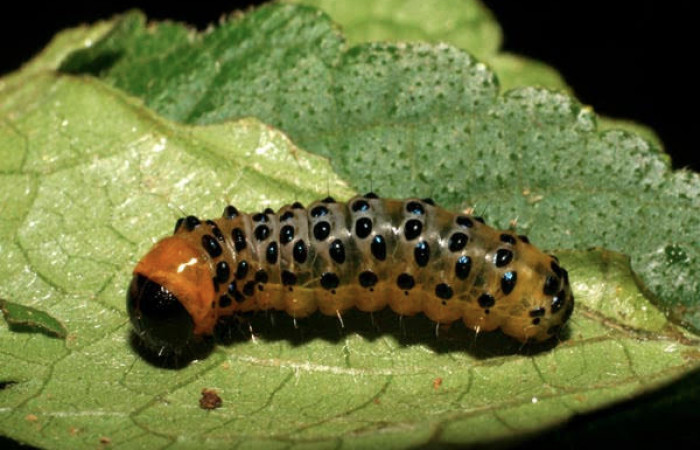 Fig.10 Parte lateral, <i>Dysodia</i></i> oculatanaDHJ01 (Thyrididae), se colectó 22 enero 2007, Sector Pitilla, Pasmompa, 400mts. (07-SRNP-30692-DHJ418712.jpg).