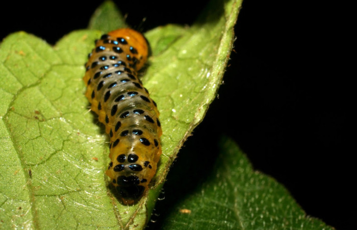 Fig.11 Parte trasera <i>Dysodia</i></i> oculatanaDHJ01 (Thyrididae), se colectó 22 enero 2007, Sector Pitilla, Pasmompa, 400mts. (07-SRNP-30692-DHJ418715.jpg).