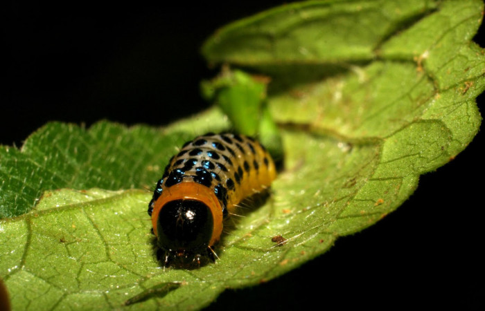 Fig.12 Parte frontal <i>Dysodia</i></i> oculatanaDHJ01 (Thyrididae), se colectó 22 enero 2007, Sector Pitilla, Pasmompa, 400mts. (07-SRNP-30692-DHJ418713.jpg).