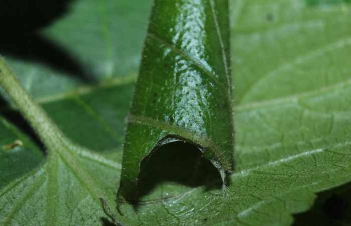 Fig.13 observamos casita de <i>Dysodia</i></i> oculatanaDHJ01 (Thyrididae), en forma de puro, se colectó 17 septiembre 2014, Sector Pitilla, Medrano, 380mts.(14-SRNP-71684-DHJ723979.jpg).