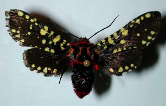 Fig.1 Vista dorsal, <i>Gippius sumptuosus</i></i> (Thyrididae), eclosionó 08 agosto 1996, Sector Santa Rosa, Sendero Natural, 290mts. (96-SRNP-3248-DHJ35076.jpg).