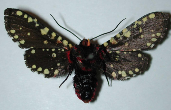 Fig.2 Vista Ventral, <i>Gippius sumptuosus</i></i> (Thyrididae), eclosionó 08 agosto 1996, Sector Santa Rosa, Sendero Natural, 290mts.(96-SRNP-3248-DHJ35077.jpg).