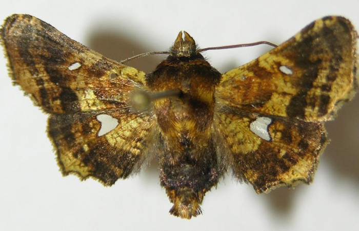 Fig.3 Dorsal, <i>Dysodia</i></i> oculatanaDHJ01 (Thyrididae), eclosionó 04 junio 2010, Sector Pitilla, Sendero Suspiro,439mts. (10-SRNP-71128-DHJ534792.jpg).