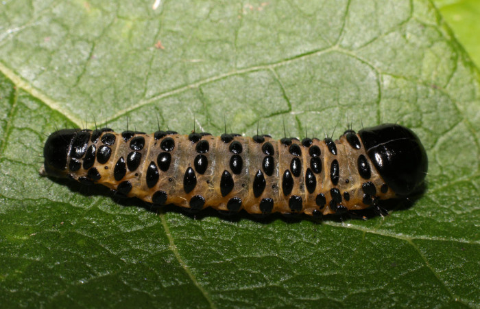 Fig.5 Vista dorsal, <i>Gippius sumptuosus</i></i> (Thyrididae), se colectó 20 junio 2018, Sector Mundo Nuevo, Sendero Adilia, 350mts. (18-SRNP-55501-DHJ492738.jpg).