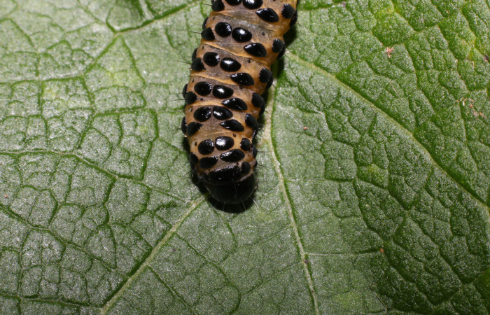 Fig.6 Parte trasera, <i>Gippius sumptuosus</i></i> (Thyrididae), se colectó 20 junio 2018, Sector Mundo Nuevo, Sendero Adilia, 350mts. (18-SRNP-55501-DHJ492735.jpg).