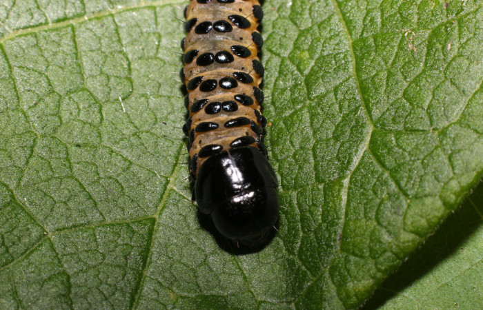 Fig.7  Parte frontal, <i>Gippius sumptuosus</i></i> (Thyrididae), se colectó 20 junio 2018, Sector Mundo Nuevo, Sendero Adilia, 350mts. (18-SRNP-55501-DHJ492737.jpg).