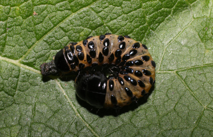 Fig.8 Parte dorsal, <i>Gippius sumptuosus</i></i> (Thyrididae), se colectó 20 junio 2018, Sector Mundo Nuevo, Sendero Adilia, 350mts. (18-SRNP-55501-DHJ492739.jpg).