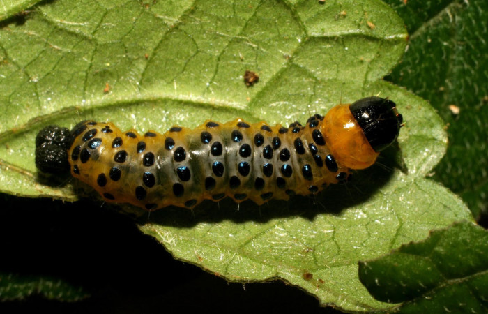 Fig.9 Parte dorsal, <i>Dysodia</i></i> oculatanaDHJ01 (Thyrididae), se colectó 22 enero 2007, Sector Pitilla, Pasmompa, 400mts. (07-SRNP-30692-DHJ418710.jpg.)