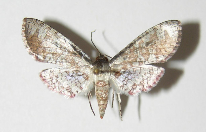 Fig.1 Vista dorsal de hembra, <i>Collinsa</i></i> ferreicepsDHJ01 (Thyrididae), eclosionó 08 diciembre 2005, Sector San cristóbal, Finca San Gabriel, 645mts. (05-SRNP-4011-DHJ337590.jpg.).