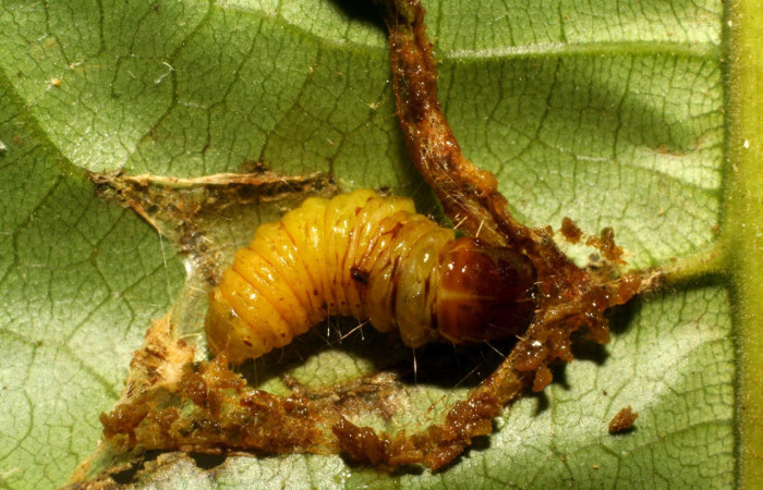 Fig. 10 Vista dorsal de prepupa <i>Collinsa</i></i> ferreicepsDHJ01 (Thyrididae), hizo prepupa 15 agosto 2007, Sector San Cristóbal, Sendero Perdido, 620mts. (07-SRNP-3245-DHJ426052.jpg).