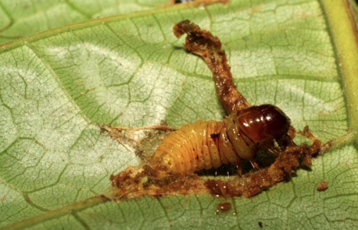 Fig.11 Vista lateral de prepupa <i>Collinsa</i></i> ferreicepsDHJ01 (Thyrididae), hizo prepupa 15 agosto 2007, Sector San Cristóbal, Sendero Perdido, 620mts. (07-SRNP-3245-DHJ426054.jpg).