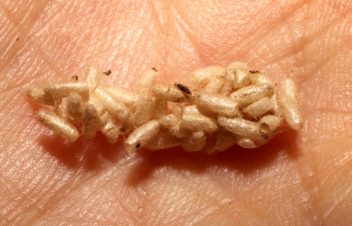 Fig.12 Observamos capullos eclosionados de <i>Dolichogenidea</i></i> Janzen64 (Braconidae), en larva <i>Collinsa</i></i> ferreicepsDHJ01, Sector Rincon Rain Forest 980mts. (10-SRNP-4160-DHJ496148.jpg).