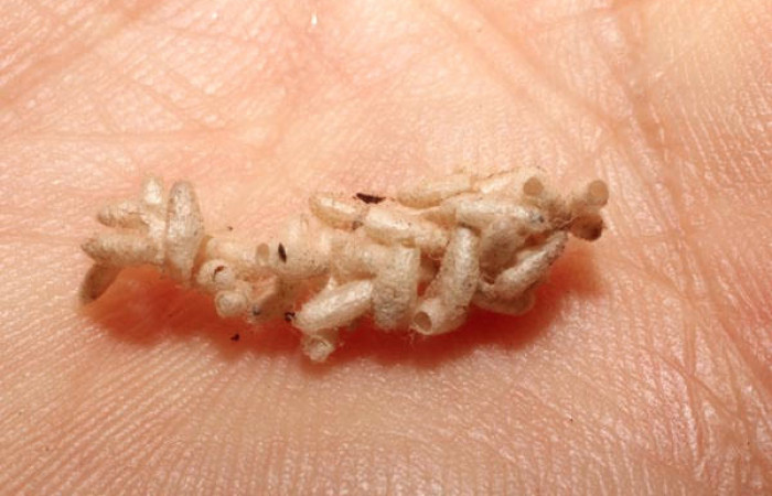 Fig.13. observamos capullos eclosionado de <i>Dolichogenidea</i></i> Janzen64 (Braconidae) Sector Rincon Rain Forest 980mts. (10-SRNP-4160-DHJ496149.jpg). 