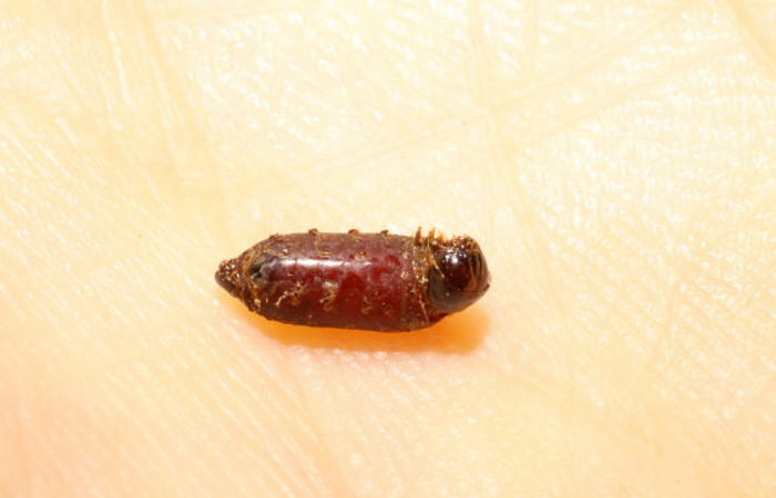 Fig.15 Pupa de <i>Genea</i></i> wood01 (Tachinidae), en larva <i>Collinsa</i></i> ferreicepsDHJ01, Sector Pitilla, Sendero Nancite 700mts. (09-SRNP-31507-DHJ474047.jpg).