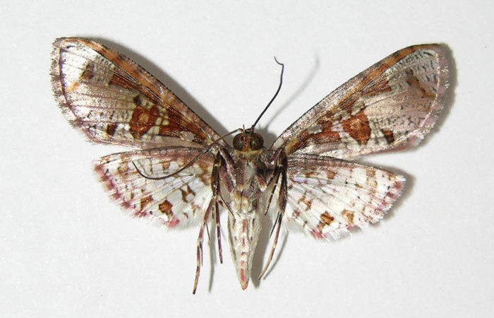Fig.2 Vista ventral de hembra, <i>Collinsa</i></i> ferreicepsDHJ01 (Thyrididae), eclosionó 08 diciembre 2005, Sector San cristóbal, Finca San Gabriel, 645mts. (05-SRNP-4011-DHJ337591.jpg.).