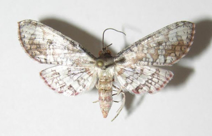 Fig.3 Vista dorsal de macho, <i>Collinsa</i></i> ferreicepsDHJ01 (Thyrididae), eclosionó 16 enero 2005, Sector Pitilla, Sendero Mismo, 680mts. ( 04-SRNP-56736-DHJ337586.jpg).