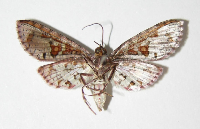 Fig.4 Vista ventral de macho, <i>Collinsa</i></i> ferreicepsDHJ01 (Thyrididae), eclosionó 16 enero 2005, Sector Pitilla, Sendero Mismo, 680mts.(04-SRNP-56736-DHJ337587.jpg).
