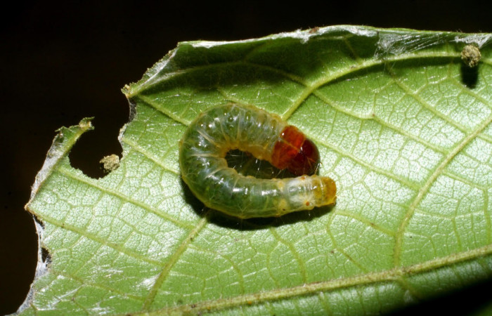 Fig.5 Vista dorsal, <i>Collinsa</i></i> ferreicepsDHJ01 (Thyrididae), se colectó 26 agosto 2008, Sector Pitilla, Sendero Naciente, 700mts. (08-SRNP-32111-DHJ445707.jpg).