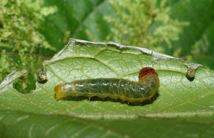 Fig.6 Vista lateral, <i>Collinsa</i></i> ferreicepsDHJ01 (Thyrididae), se colectó 26 agosto 2008, Sector Pitilla, Sendero Naciente, 700mts. (08-SRNP-32111-DHJ445709.jpg).