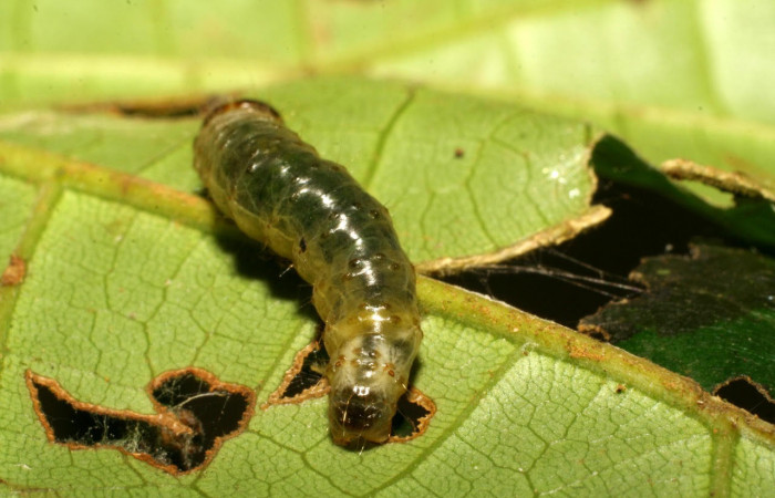 Fig.7 Parte trasera <i>Collinsa</i></i> ferreicepsDHJ01 (Thyrididae), se colectó 26 agosto 2008, Sector Pitilla, Sendero Naciente, 700mts. (07-SRNP-3321-DHJ426089.jpg).