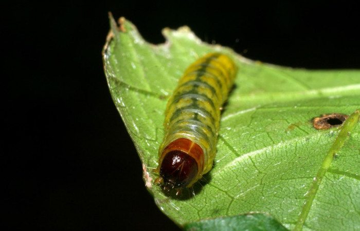 Fig.8 Vista frontal <i>Collinsa</i></i> ferreicepsDHJ01 (Thyrididae), se colectó 26 agosto 2008, Sector Pitilla, Sendero Naciente, 700mts. (08-SRNP-32114-DHJ445717.jpg).