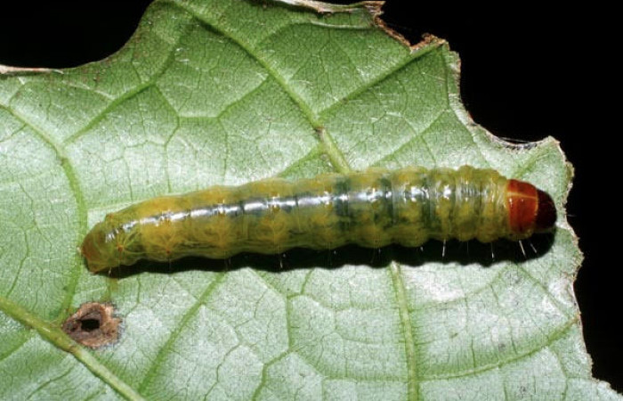 Fig.9 Vista dorsal <i>Collinsa</i></i> ferreicepsDHJ01 (Thyrididae), se colectó 26 agosto 2008, Sector Pitilla, Sendero Naciente, 700mts.(08-SRNP-32114-DHJ445714.jpg).