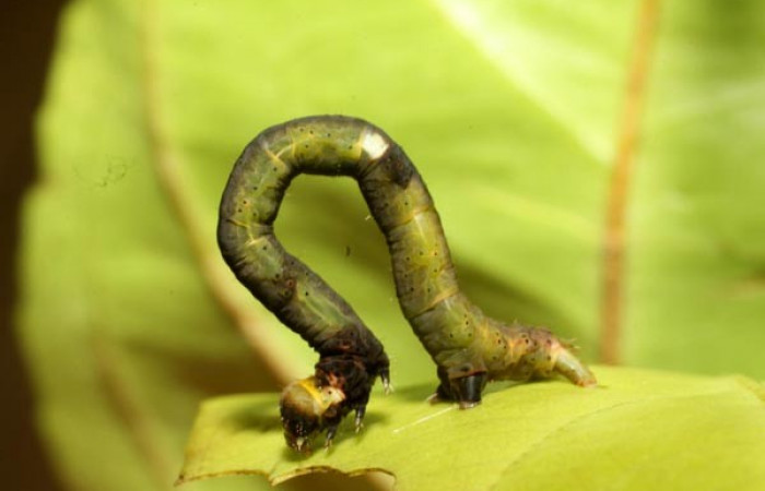 Fig.3 Larva <i>Psaliodes</i></i> Janzen30 mostrando propatas y  forma de desplazarse. Voucher:11-SRNP-30039-DHJ481238.jpg