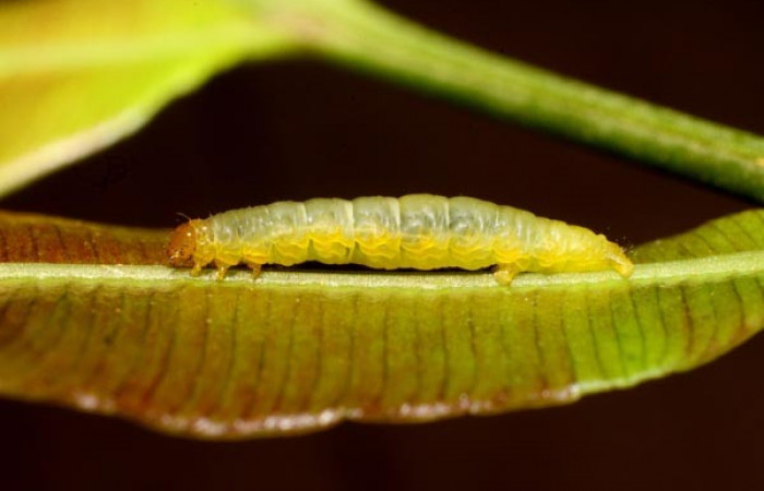 Fig.6 Larva <i>Psaliodes</i></i> Janzen05  Comparación morfológica entre especies.  Voucher: 11-SRNP-30115-DHJ481412.jpg