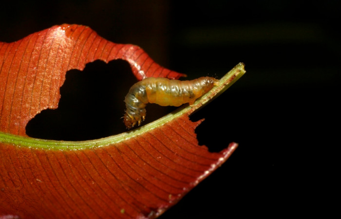 Fig.7 Larva <i>Psaliodes</i></i> Janzen05  Comparación de especies representando comportamiento alimenticio.  Voucher: 09-SRNP-30714-DHJ458266.jpg