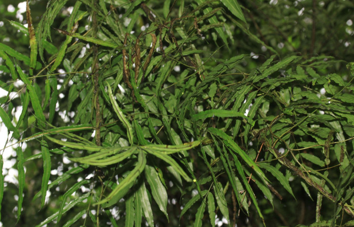 Fig.8 Larva <i>Psaliodes</i></i> Janzen30  Comparación de especies representando comportamiento alimenticio.  <i>Salpichlaena volubilis</i></i> en la familia Blechnaceae planta hojas maduras.