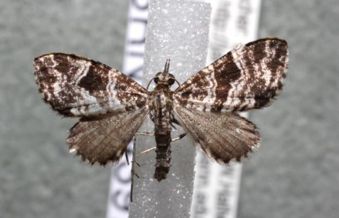  Fig.9 Adulto <i>Psaliodes</i></i> Janzen30  mostrando parte dorsal. Voucher: 13-SRNP-43975-DHJ583156.jpg