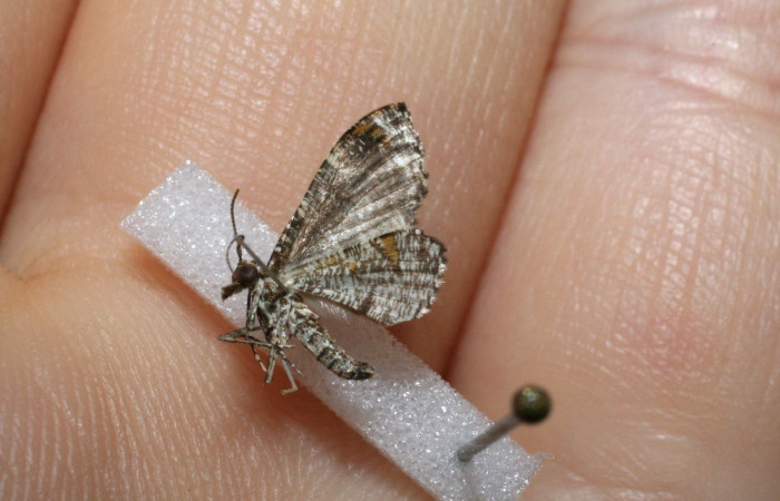  Fig.1 Adulto <i>Psaliodes</i></i> Janzen30  mostrando parte abdomen posición lateral. Voucher: 11-SRNP-30042-DHJ548568.jpg