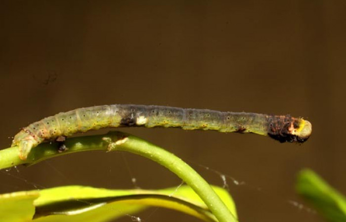 Fig.4  Larva <i>Psaliodes</i></i> Janzen30 mostrando forma de camuflaje, parece una ramita semi-seca. Voucher: 11-SRNP-30039-DHJ481227.jpg