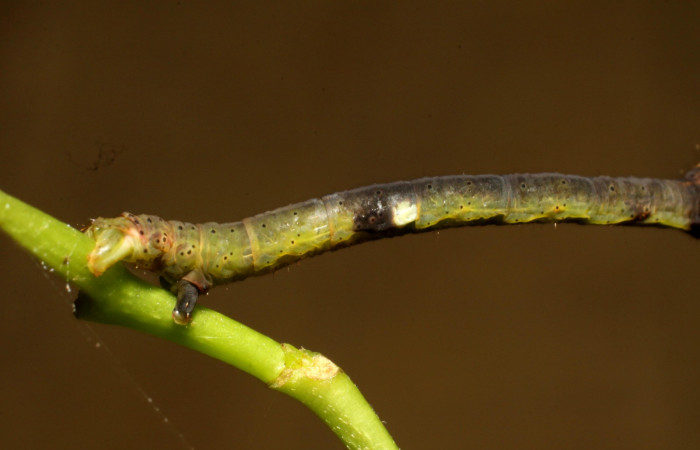 Fig.5 Larva <i>Psaliodes</i></i> Janzen30  Mostrando patrones de coloración y mancha lateral. Voucher: 11-SRNP-30039-DHJ481230.JPG