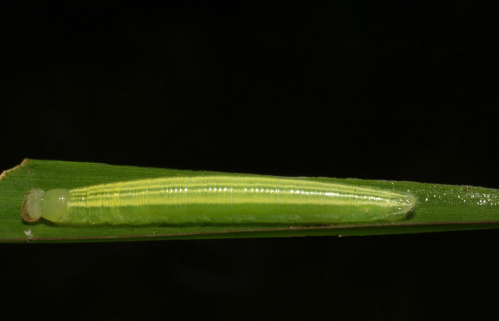 Fig.10 Larva <i>Panoquina lucas</i></i>, mostrando la parte lateral entero en hoja de <i>Brachiaria arrecta</i></i>, familia (Poaceae). Voucher: 05-SRNP-33202-DHJ405432.jpg.