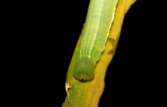Fig.11 Larva <i>Panoquina lucas</i></i>, mostrando la parte cabeza en hoja de <i>Brachiaria arrecta</i></i>, familia (Poaceae). Voucher: 05-SRNP-33322-DHJ405765.jpg.