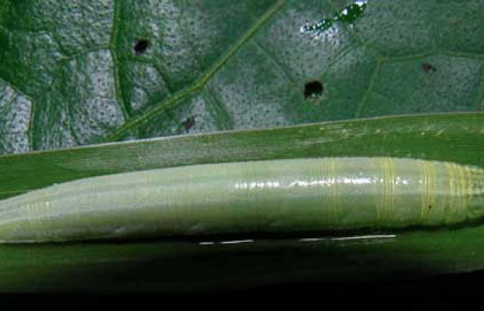 Fig.12 Larva <i>Panoquina lucas</i></i>, mostrando la parte dorsal en hoja de <i>Brachiaria arrecta</i></i>, familia (Poaceae). Voucher: 05-SRNP-32678-DHJ404800.jpg.