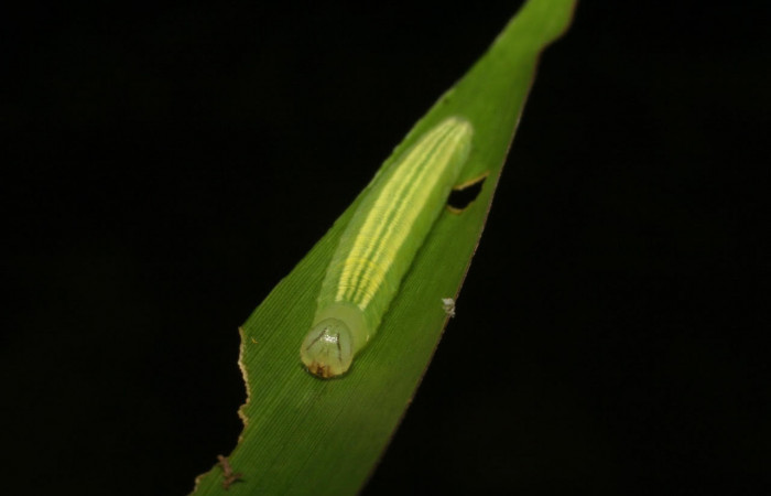 Fig.13 Larva <i>Panoquina lucas</i></i>, mostrando la parte frente en hoja de <i>Brachiaria arrecta</i></i>, familia (Poaceae). Voucher: 05-SRNP-33202-DHJ405433.jpg.