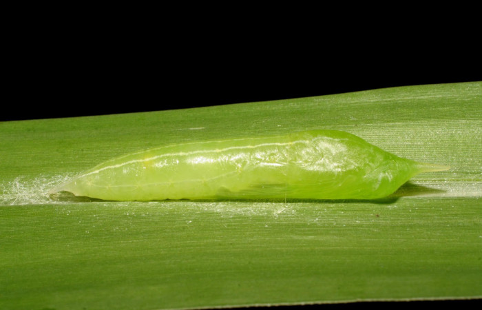 Fig.14 Pupa <i>Panoquina lucas</i></i>, en hoja de <i>Megathyrsus maximus</i></i> (introducido), familia (Poaceae). Voucher: 07-SRNP-33023-DHJ427418.jpg.