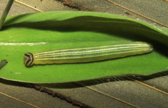Fig.15 Larva <i>Panoquina lucas</i></i>, mostrando la parte dorsal entero en hoja de <i>Ischaemum timorense</i></i>, familia (Poaceae). Voucher: 15-SRNP-31266-DHJ728190.jpg.