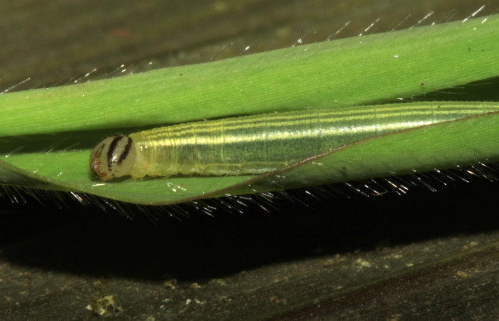 Fig.16 Larva <i>Panoquina lucas</i></i>, mostrando la parte lateral thorax en hoja de <i>Ischaemum timorense</i></i>, familia (Poaceae). Voucher: 15-SRNP-31266-DHJ728188.jpg.