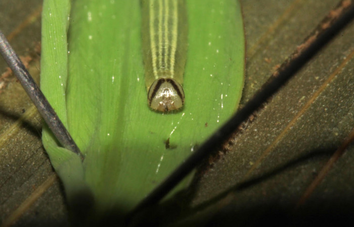 Fig.17 Larva <i>Panoquina lucas</i></i>, mostrando la parte cabeza en hoja de <i>Ischaemum timorense</i></i>, familia (Poaceae). Voucher: 15-SRNP-31266-DHJ728193.jpg.