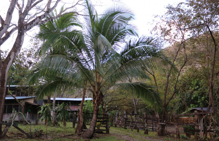 Fig.18 Planta <i>cocos nucifera</i></i> introducido, (Arecaceae), hospedera de la larva <i> Panoquina fusina,</i></i>, (Hesperiidae), Sector Mundo Nuevo, Foto  Elieth Cantillano 10 Marzo 2021.
