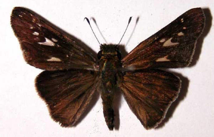 Fig.3 Adulto <i>Panoquina lucas</i></i>, mostrando la parte dorsal.Voucher: 04-SRNP-30326-DHJ39700