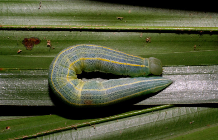 Fig.5 Larva <i>Panoquina fusina</i></i>, mostrando la parte dorsal.Voucher: 07-SRNP-65865-DHJ431374.jpg.