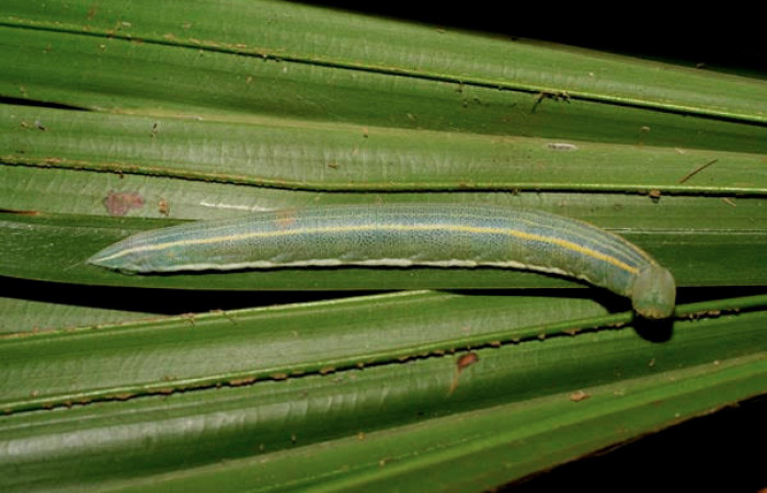 Fig.6 Larva <i>Panoquina fusina</i></i>, mostrando la parte lateral entero.Voucher: 07-SRNP-65865-DHJ431376.jpg.