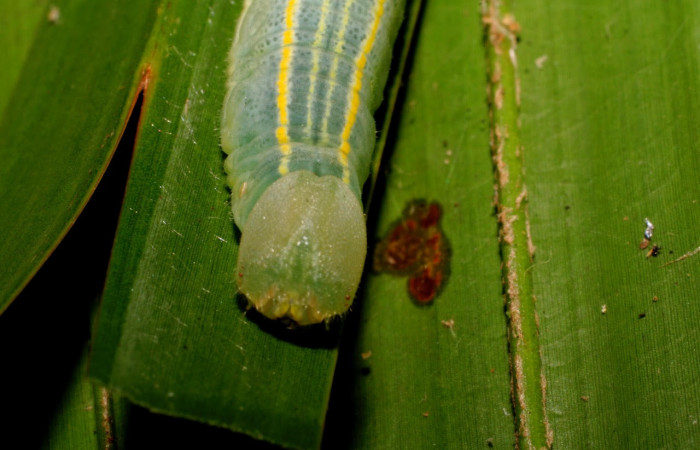 Fig.7 Larva <i>Panoquina fusina</i></i>, mostrando la parte cabeza.Voucher: 07-SRNP-65865-DHJ431368.jpg.