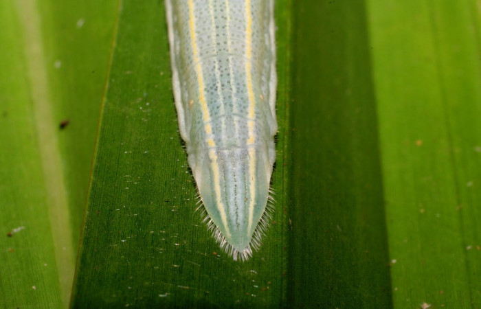 Fig.8 Larva <i>Panoquina fusina</i></i>, mostrando la parte trasera.Voucher: 07-SRNP-65865-DHJ431370.jpg.